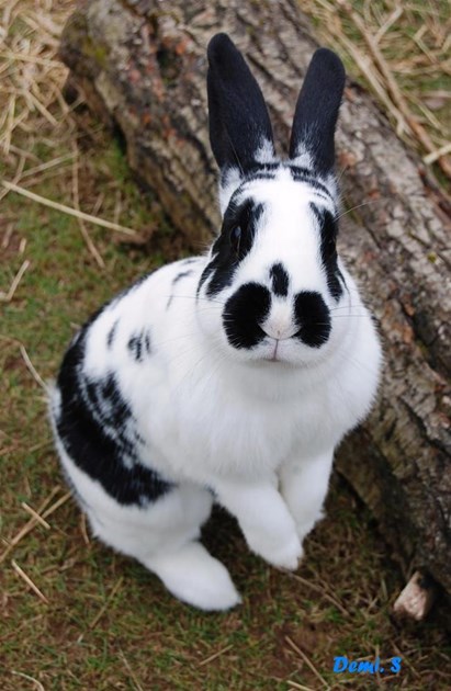 Demi Stevens is fundraising for LLYS NINI ANIMAL CENTRE