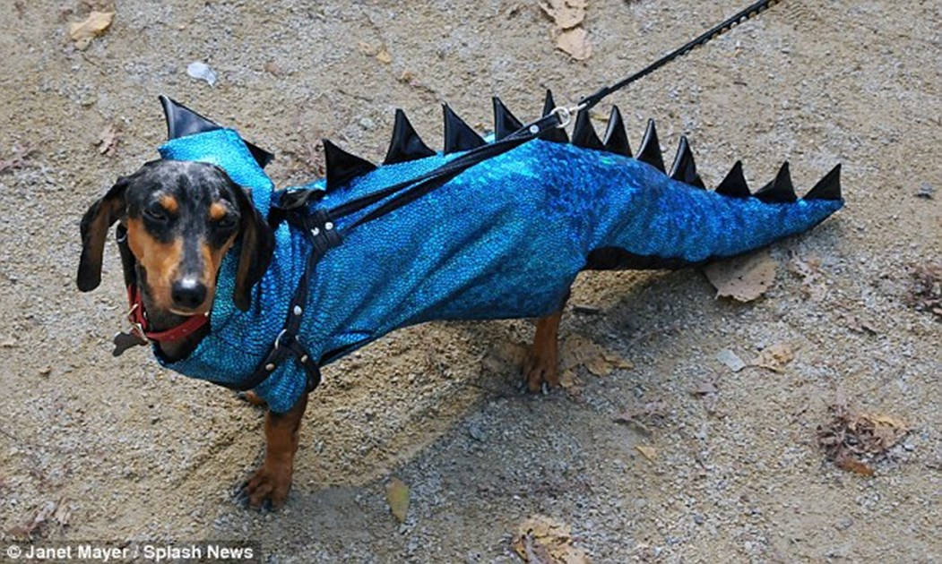 Почему собака синяя. Голубая такса. Голубая собака такса. Такса в костюме. Костюм дракона для собаки.