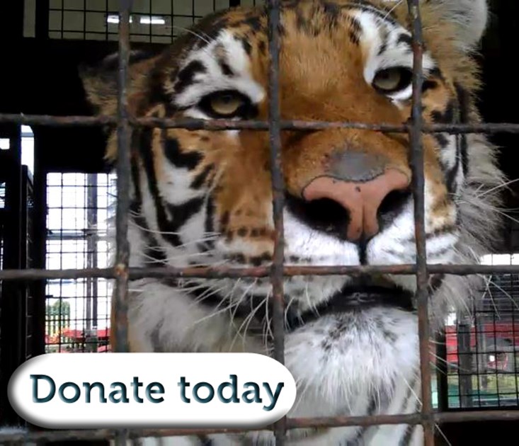 Captive Animals' Protection Society is fundraising for Captive Animals