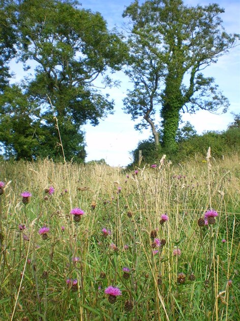 North Wales Wildlife Trust is fundraising for North Wales Wildlife Trust