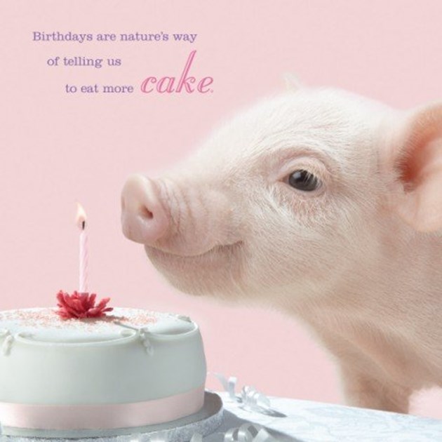 День свинок. Happy Birthday Pig. Happy Birthday Piglet. Международный день свиньи. Всемирный день хрюшки.