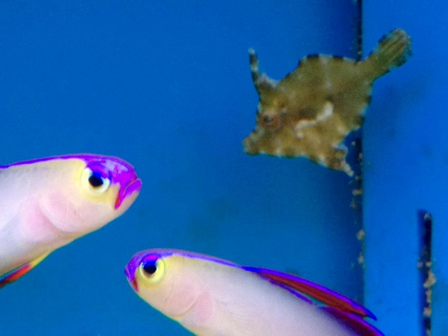 maidenhead aquatics is fundraising