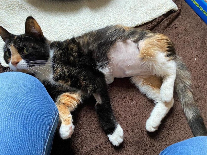 Worthing and District Branch Cats Protection is fundraising for Cats