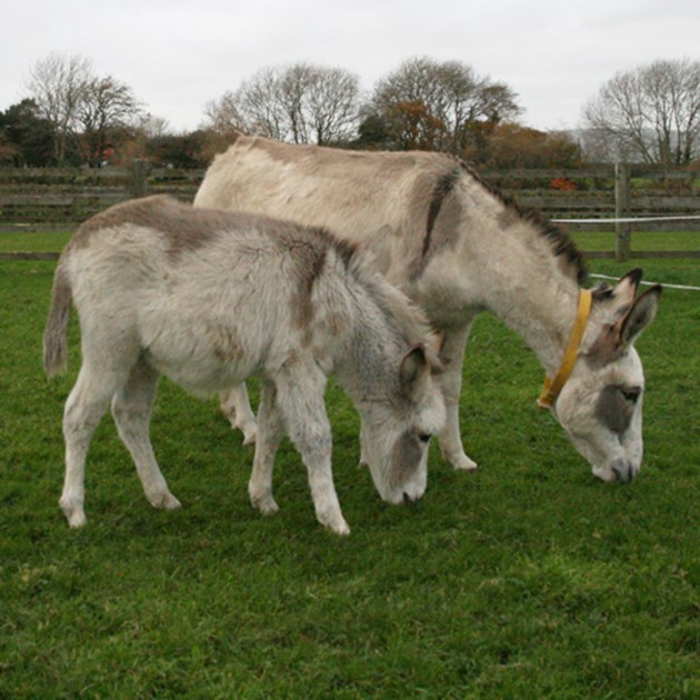 Donkey Sanctuary is fundraising for The Donkey Sanctuary