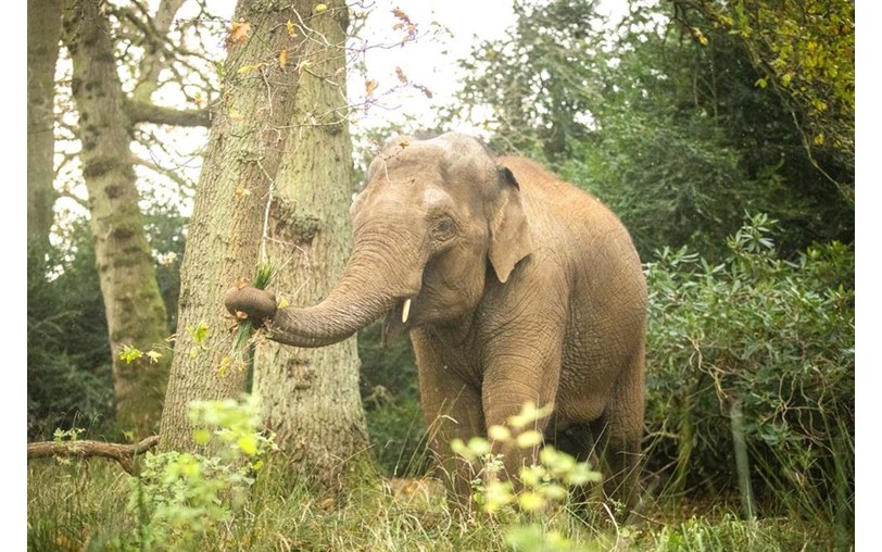 Woburn Safari Park is fundraising for International Elephant Foundation