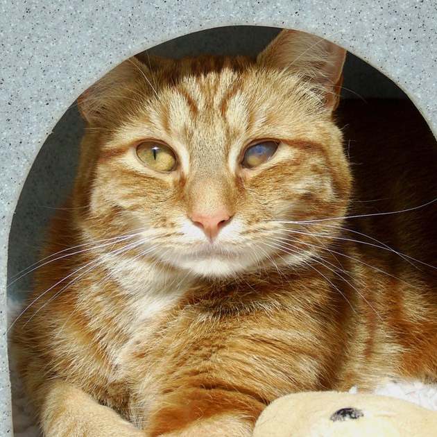 Derby Adoption Centre Cats Protection is fundraising for Cats Protection