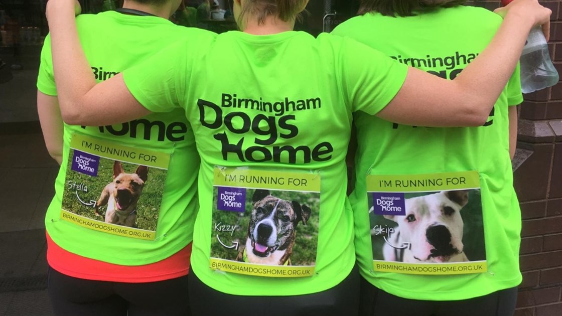 spottydog communications is fundraising for Birmingham Dogs Home