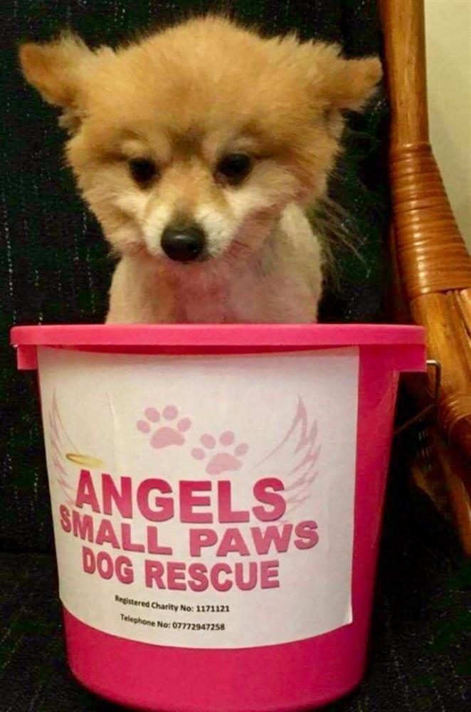 angel small paws dog rescue