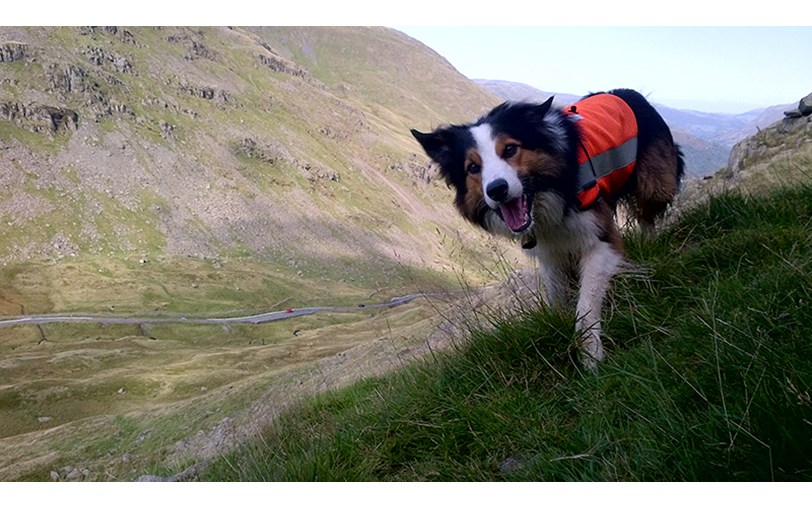 Lakelovers Lake District Cottages Is Fundraising For Lake District Mountain Rescue Search Dogs