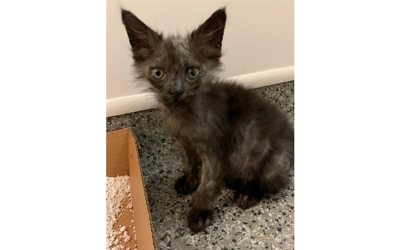 Warrington Cats Protection is fundraising for Cats Protection