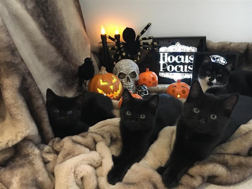 Cats Protection Newbury Adoption Centre is fundraising for Cats Protection