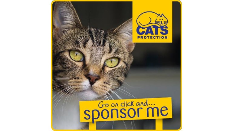 Image result for cat protection fundraising