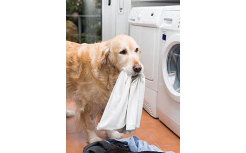 Gables Farm Dogs' and Cats' Home is fundraising for Gables Dogs and