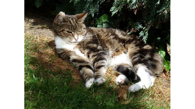 Cats Protection Croydon Kittens Cats Protection Croydon Kittens