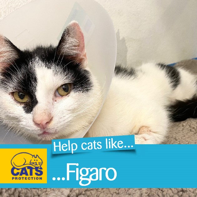 Cats Protection Belfast is fundraising for Cats Protection