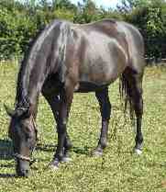Bernadette Langfield Is Fundraising For Shy Lowen Horse And Pony Sanctuary bernadette-langfield-is-fundraising-for-shy-lowen-horse-and-pony-sanctuary