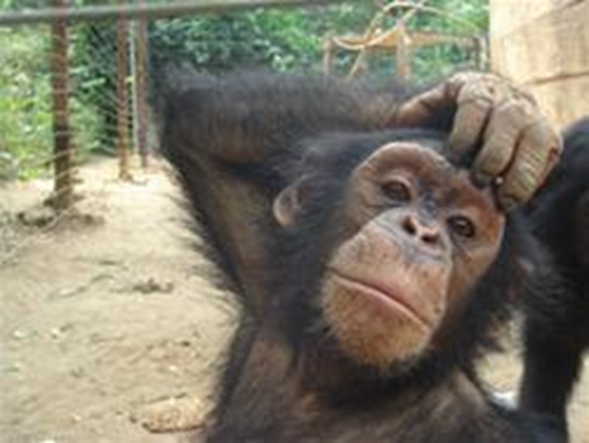 Felicity Lee is fundraising for Ape Action Africa