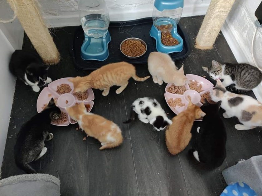 Telford & District Cats Protection Branch is fundraising for Cats