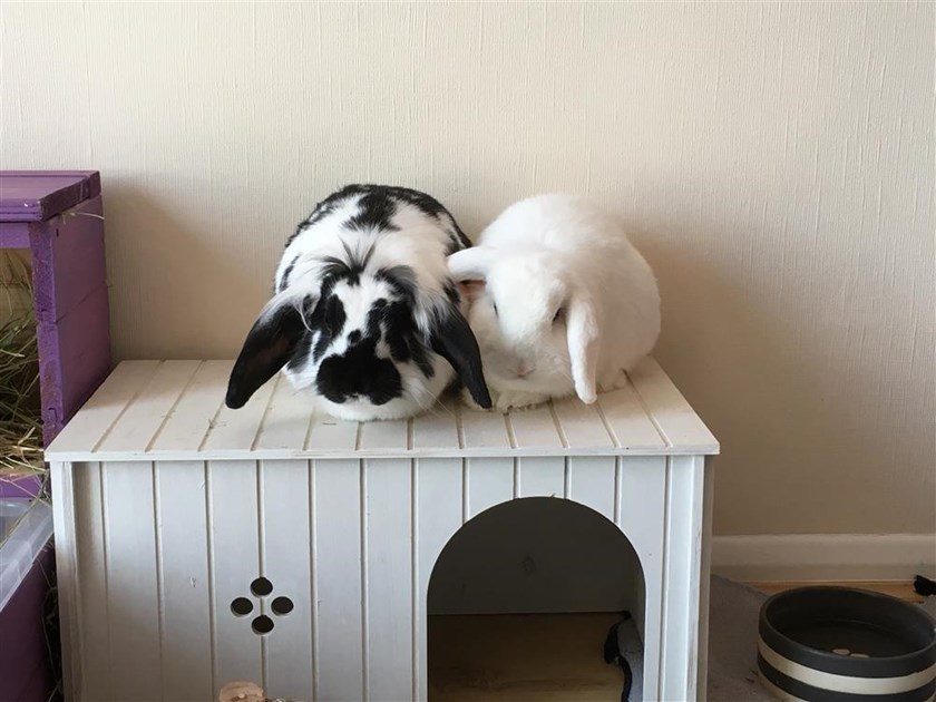 Kerry Abbitt is fundraising for Rabbit Welfare Fund