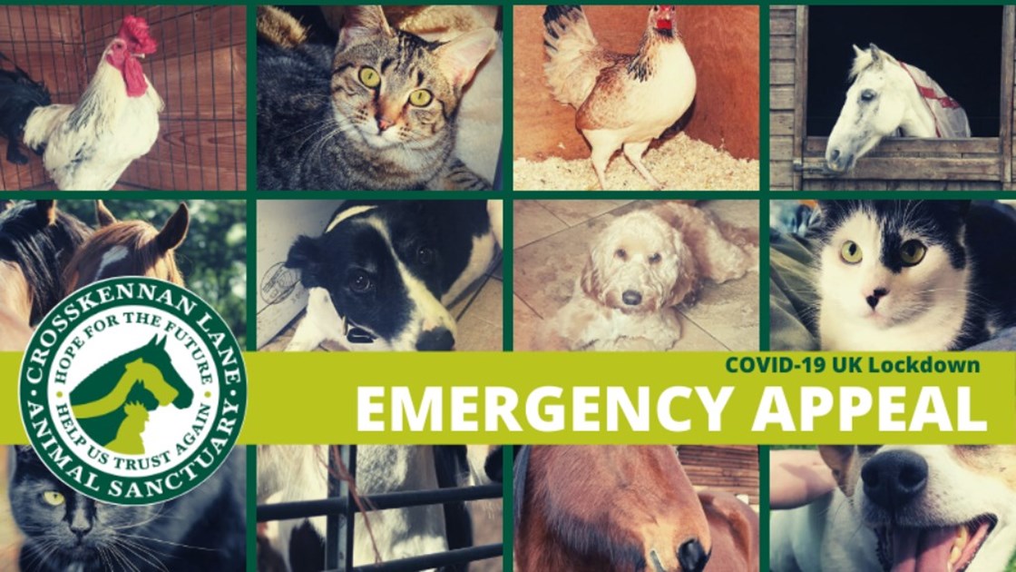 CIENA BELFAST is fundraising for Crosskennan Lane Animal Sanctuary