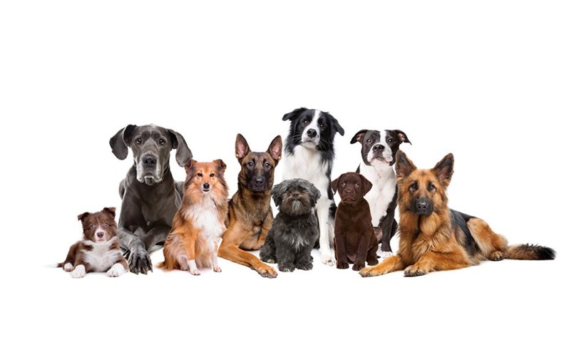 Gala Bingo is fundraising for Thornberry Animal Sanctuary Gala Bingo is fundraising for Thornberry Animal Sanctuary