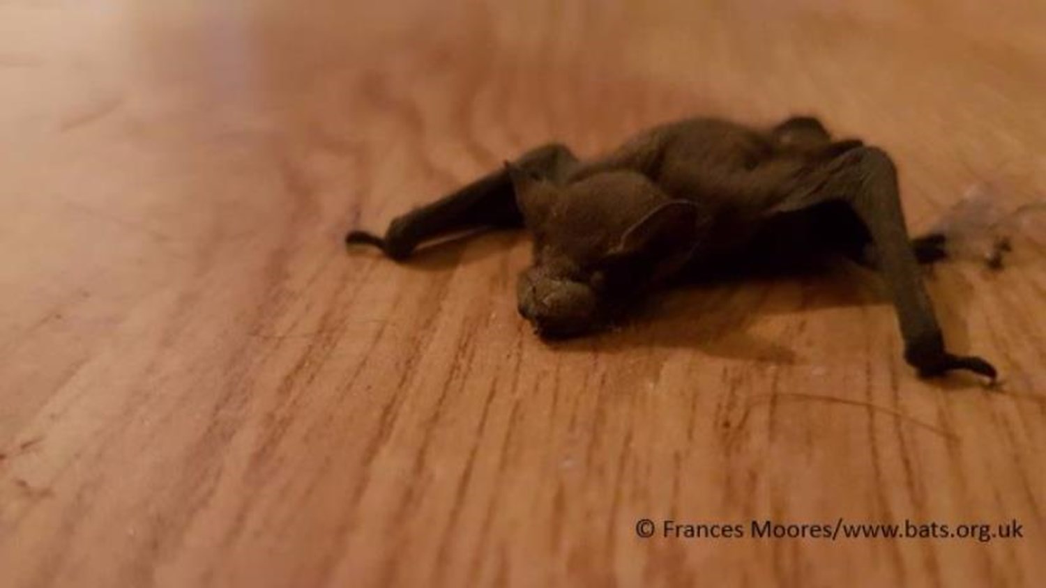 Help The Bat Helpline Justgiving