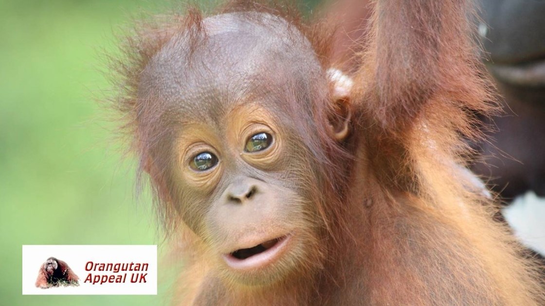 Sarah Corke Is Fundraising For Orangutan Appeal Uk