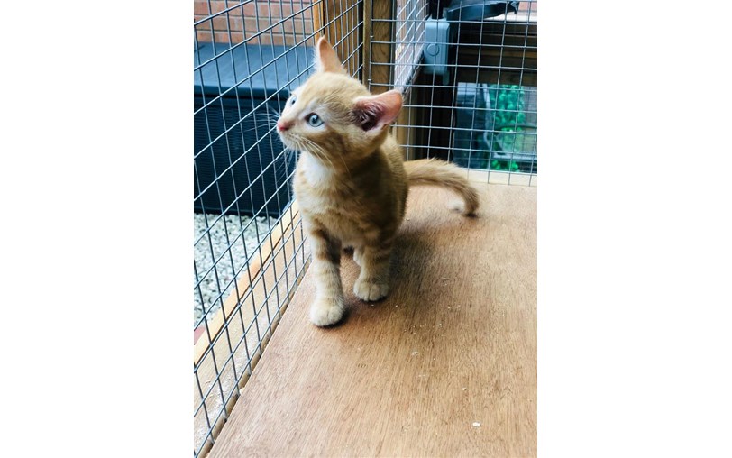 Rugby Cats Protection is fundraising for Cats Protection