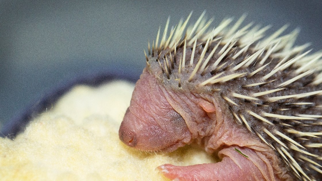 Help us keep our tiny baby hedgehogs warm! JustGiving
