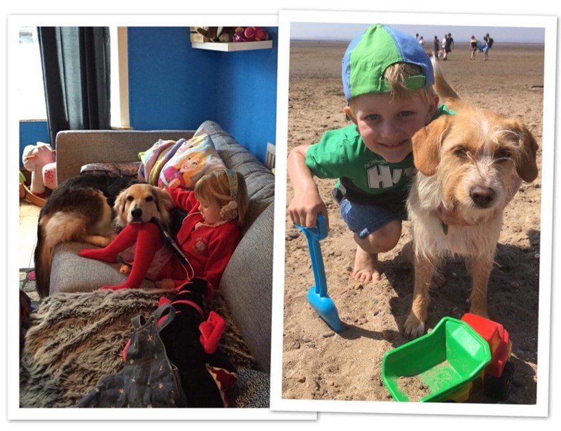 Glenda Powell is fundraising for Bath Cats and Dogs Home