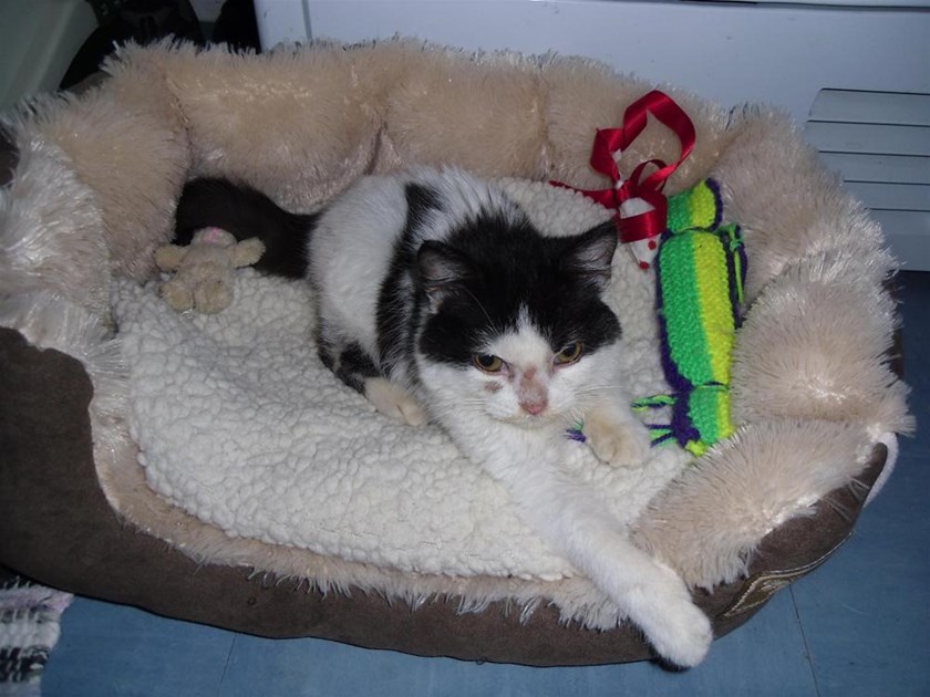 Cats Protection Maidenhead Slough District is fundraising for Cats