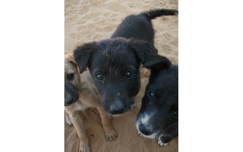 Luke Yeates is fundraising for The Tree of Life for Animals Luke Yeates is fundraising for The Tree of Life for Animals