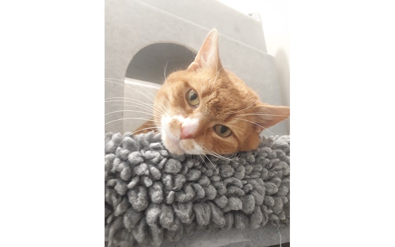 Mitcham Homing Centre is fundraising for Cats Protection