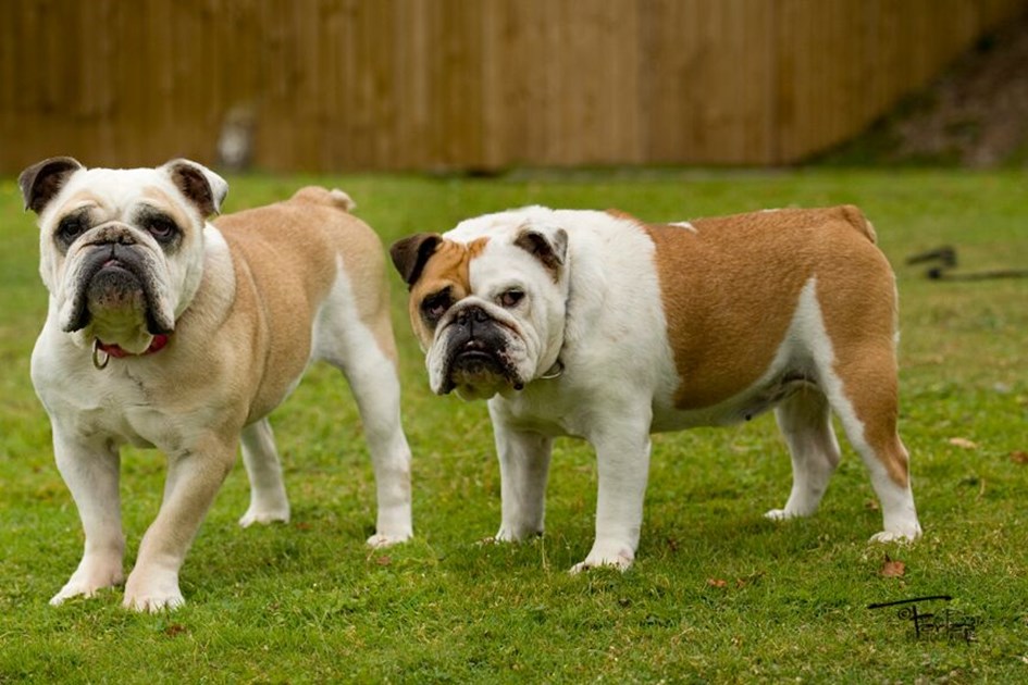 Gables Farm Dogs' and Cats' Home is fundraising for Gables Dogs and ...