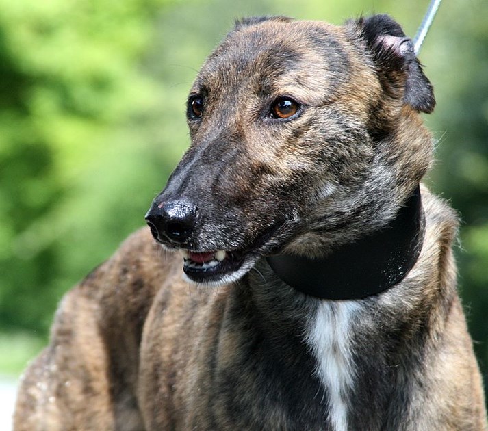 Lisa Cartwright Is Fundraising For Greyhound Gap