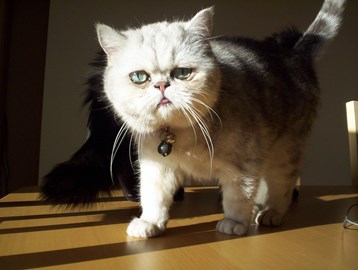 Cats Protection Bristol Facebook Cats Protection Bristol Facebook