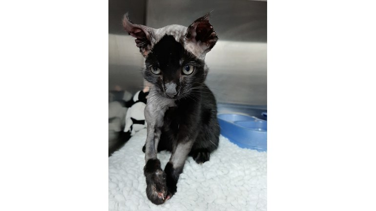 Appeal For Injured Kitten Rescued From A Car Engine Cats Protection