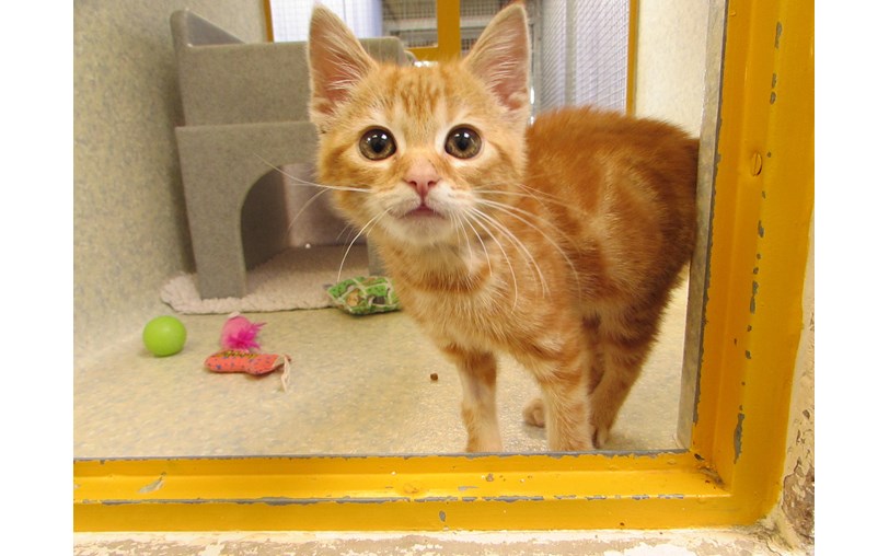 Cats Protection Exeter Axhayes is fundraising for Cats Protection