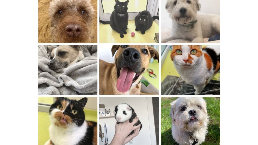 cotswold cats and dogs home