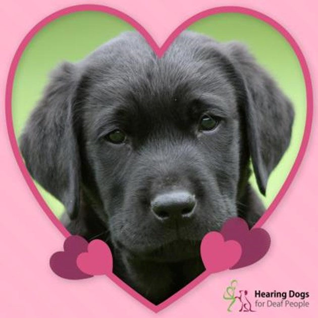 dogs for the deaf hearing dogs for deaf is fundraising for hearing dogs for the deaf hearing dogs for deaf is fundraising for hearing