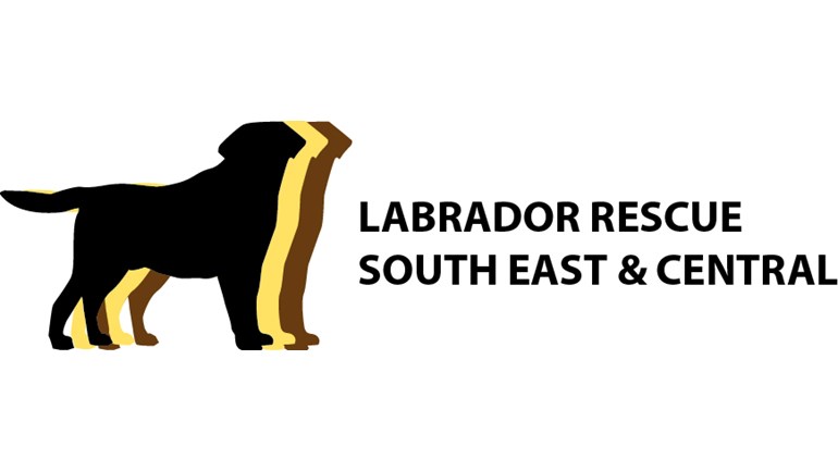 Labrador best sale rescue south