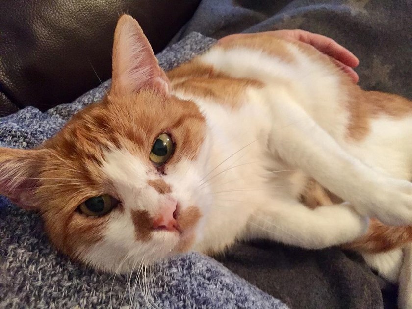 Liz Barron is fundraising for Bath Cats and Dogs Home