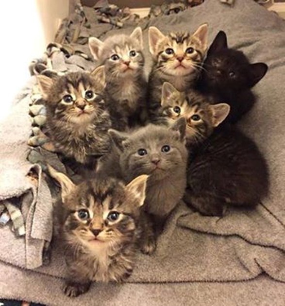 Derby Branch is fundraising for Cats Protection