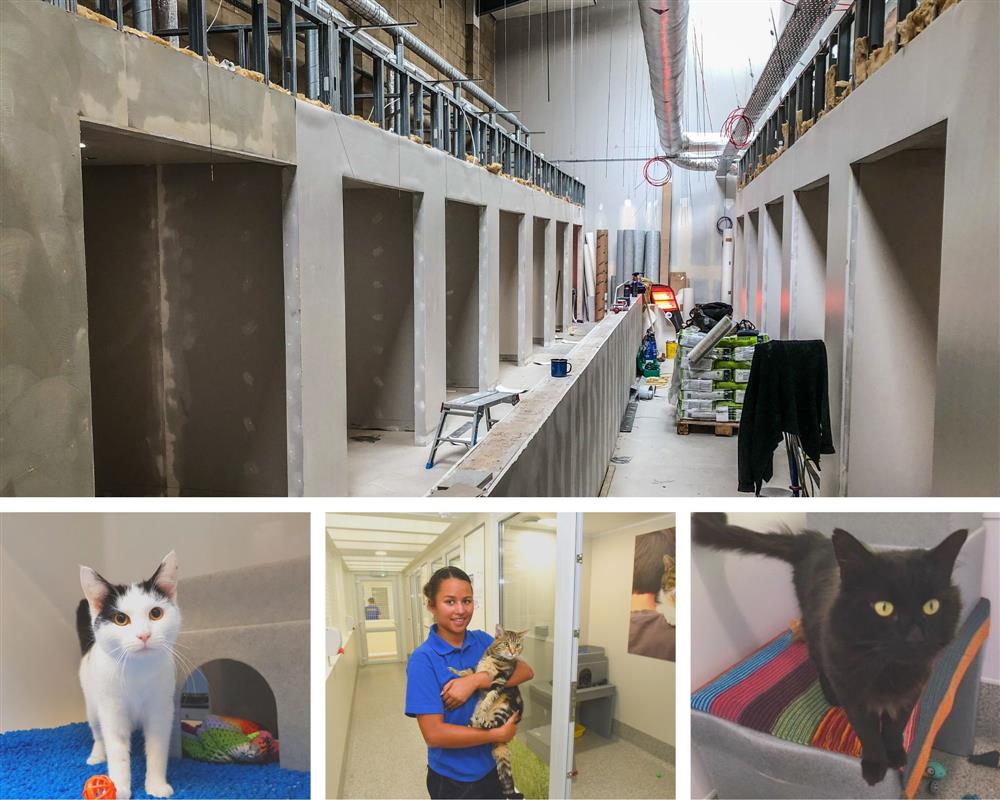 cat protection rehoming centre