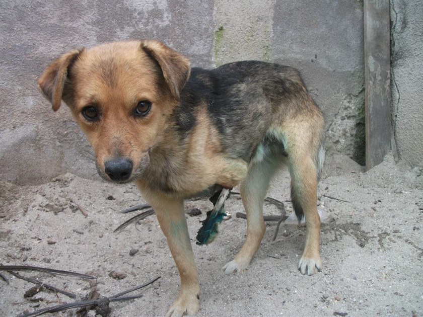 Doghouse Sanctuary is fundraising for The doghouse Sanctuary