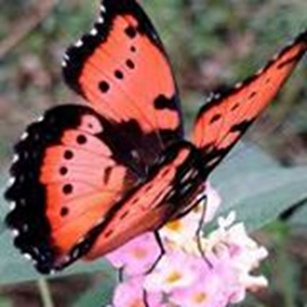 Butterfly china. Китайские бабочки. Бабочки в Китае. Красивые китайские бабочки. Китайский мотылек.