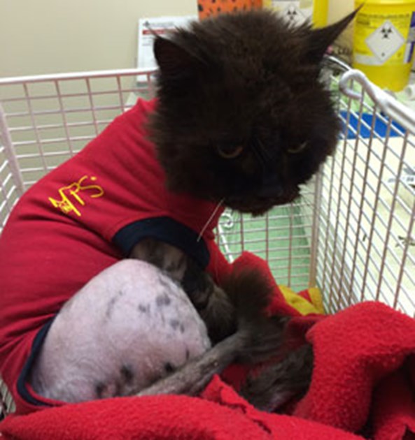 Milton Keynes & District Cats Protection is fundraising for Cats Protection