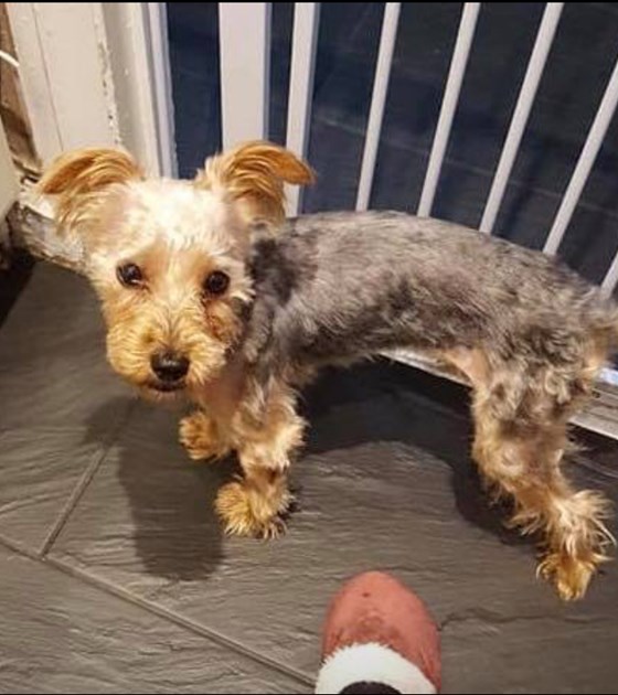Michelle Darbyshire is fundraising for Angels Small Paws
