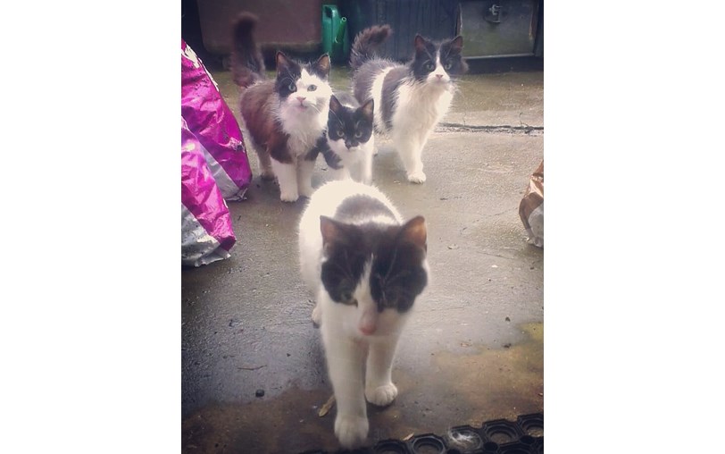Ann Gl is fundraising for ANIMALS IN NEED DONEGAL Ann Gl is fundraising for ANIMALS IN NEED DONEGAL