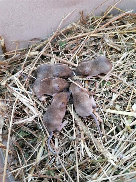 LP Archaeology is fundraising for Tiggywinkles Wildlife Hospital